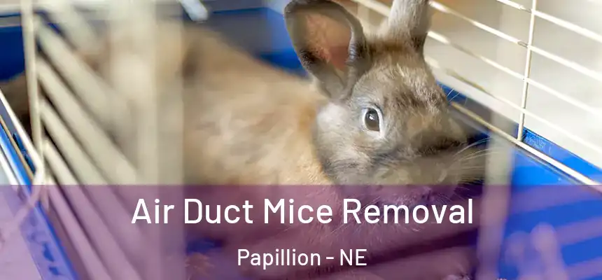  Air Duct Mice Removal Papillion - NE